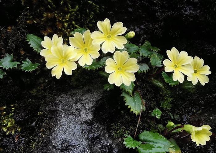 四川臥龍發(fā)現(xiàn)并命名5個植物新物種