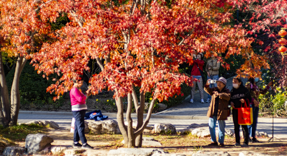 【圖刊】秋之邀約 邂逅最燦爛的紅葉